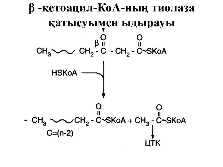 β -кетоацил-КоА-ның тиолаза қатысуымен ыдырауы