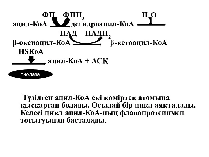 ФП ФПН2 Н2О ацил-КоА дегидроацил-КоА НАД НАДН2 β-оксиацил-КоА β-кетоацил-КоА НSКоА