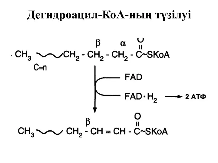 Дегидроацил-КоА-ның түзілуі