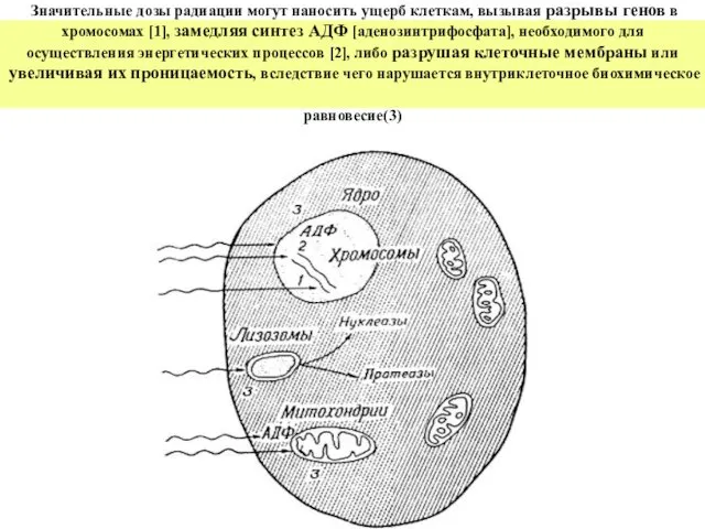 Значительные дозы радиации могут наносить ущерб клеткам, вызывая разрывы генов