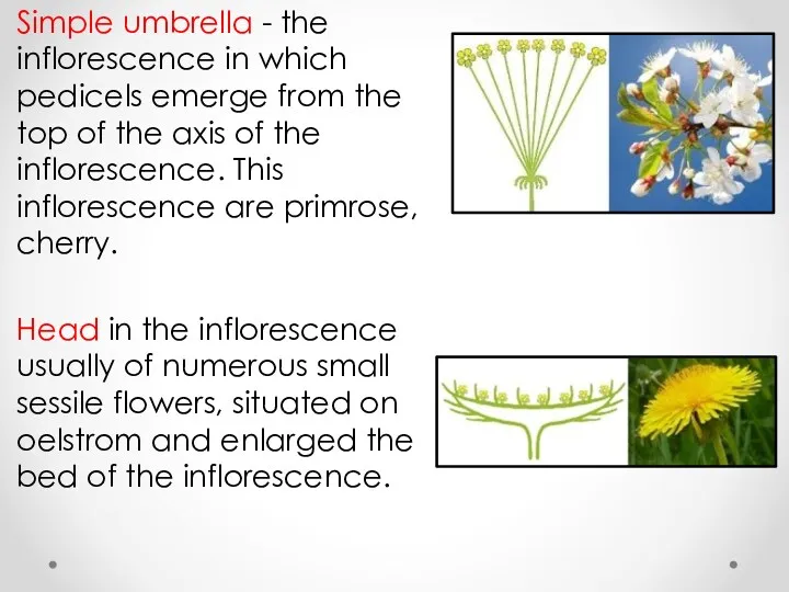 Simple umbrella - the inflorescence in which pedicels emerge from