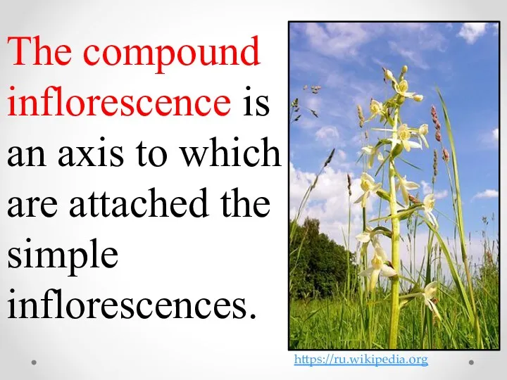 The compound inflorescence is an axis to which are attached the simple inflorescences. https://ru.wikipedia.org