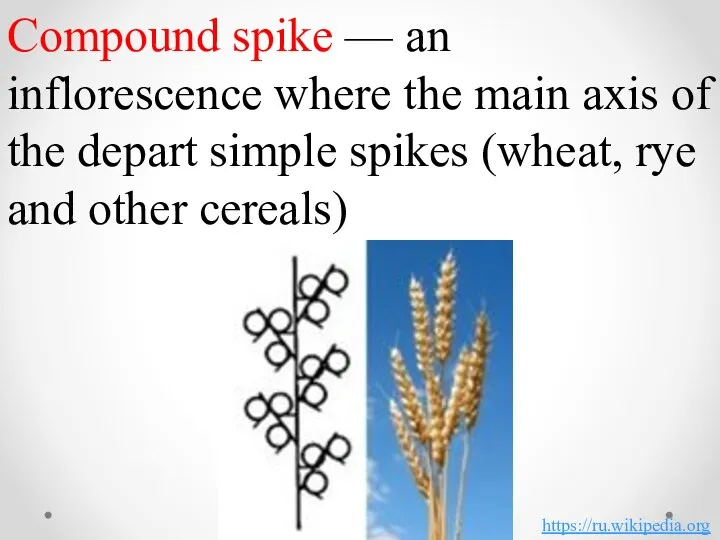 Compound spike — an inflorescence where the main axis of