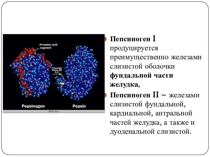 Пепсиноген I продуцируется преимущественно железами слизистой оболочки фундальной части желудка, Пепсиноген II –