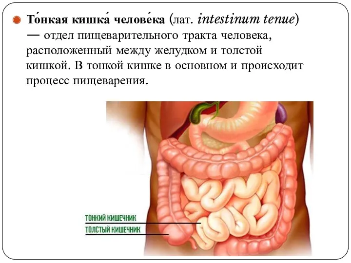 То́нкая кишка́ челове́ка (лат. intestinum tenue) — отдел пищеварительного тракта