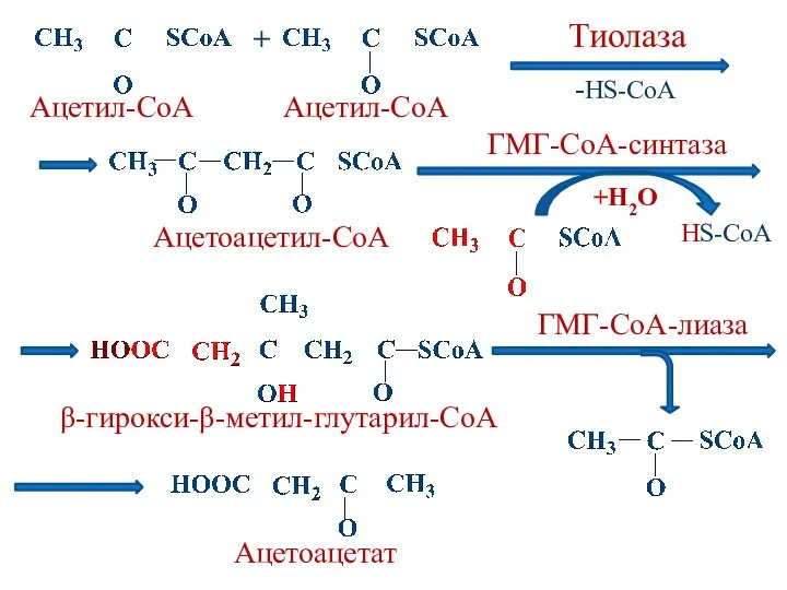 + Ацетил-СоА Ацетил-СоА Тиолаза Ацетоацетил-СоА -HS-CoA HS-CoA +H2O β-гирокси-β-метил-глутарил-СоА Ацетоацетат ГМГ-СоА-синтаза ГМГ-СоА-лиаза