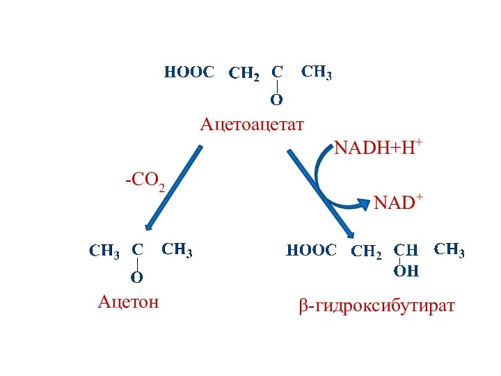 Ацетоацетат Ацетон -CO2 NADH+H+ β-гидроксибутират NAD+