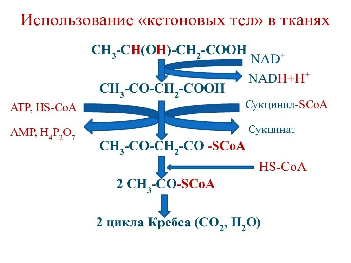 Использование «кетоновых тел» в тканях СН3-СН(ОН)-СН2-СООН СН3-СО-СН2-СООН СН3-СО-СН2-СО -SCoA 2 СН3-СО-SCoA 2 циклa