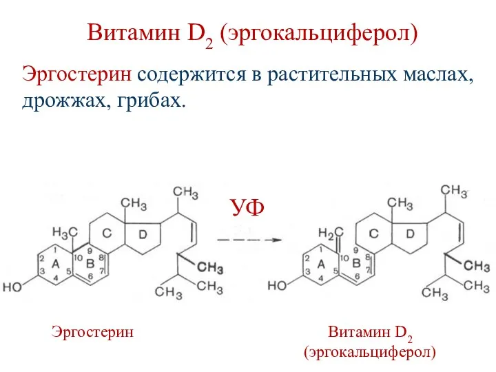 Витамин D2 (эргокальциферол) Эргостерин Витамин D2 (эргокальциферол) Эргостерин содержится в растительных маслах, дрожжах, грибах. УФ