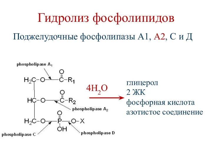 Гидролиз фосфолипидов Поджелудочные фосфолипазы А1, А2, С и Д 4Н2О глицерол 2 ЖК