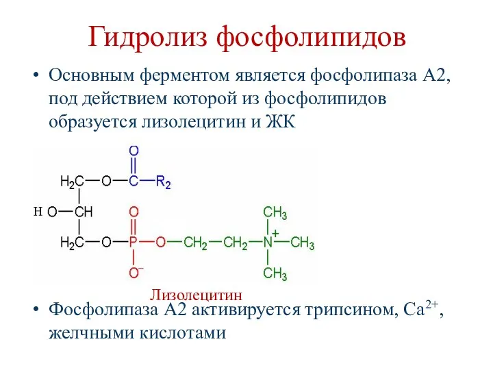 Гидролиз фосфолипидов Основным ферментом является фосфолипаза А2, под действием которой из фосфолипидов образуется