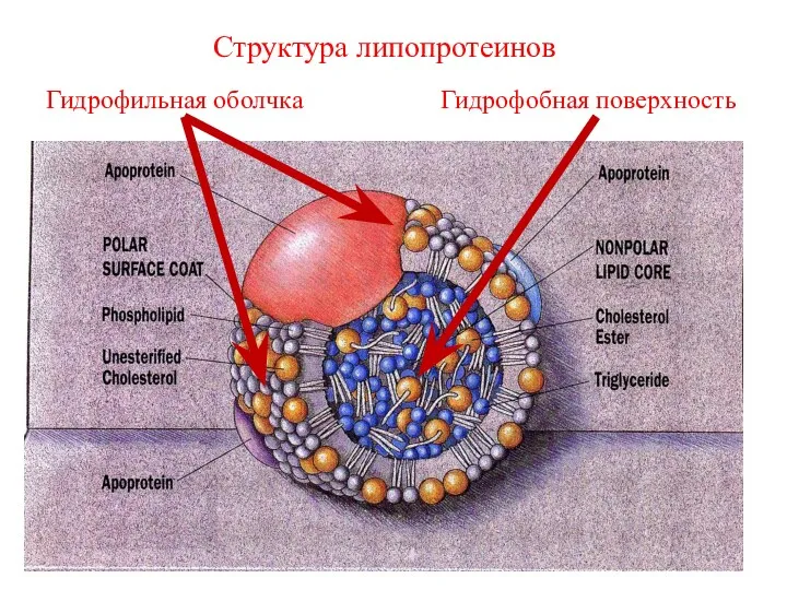 Гидрофильная оболчка Гидрофобная поверхность Структура липопротеинов