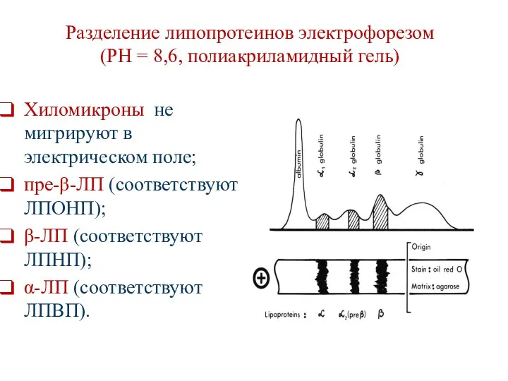 Разделение липопротеинов электрофорезом (PH = 8,6, полиакриламидный гель) Хиломикроны не мигрируют в электрическом
