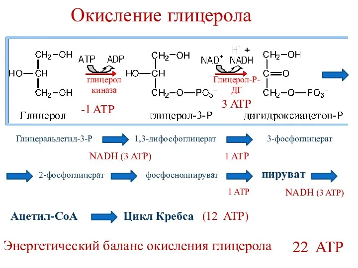 Окисление глицерола Глицеральдегид-3-Р 1,3-дифосфоглицерат 3-фосфоглицерат 2-фосфоглицерат фосфоенолпируват пируват Ацетил-СоА Цикл Кребса NADH (3