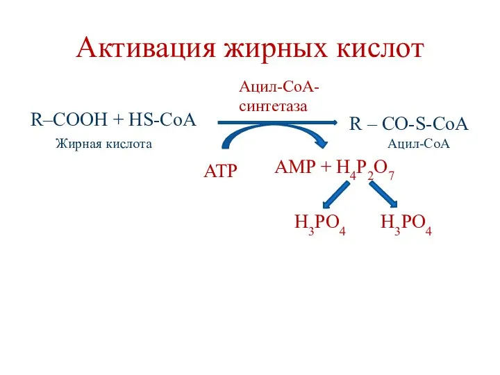 Активация жирных кислот R–COOH + HS-CoA ATP AMP + H4P2O7 H3PO4 H3PO4 Жирная