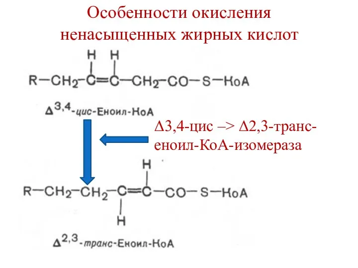 Особенности окисления ненасыщенных жирных кислот Δ3,4-цис –> Δ2,3-транс-еноил-КоА-изомераза