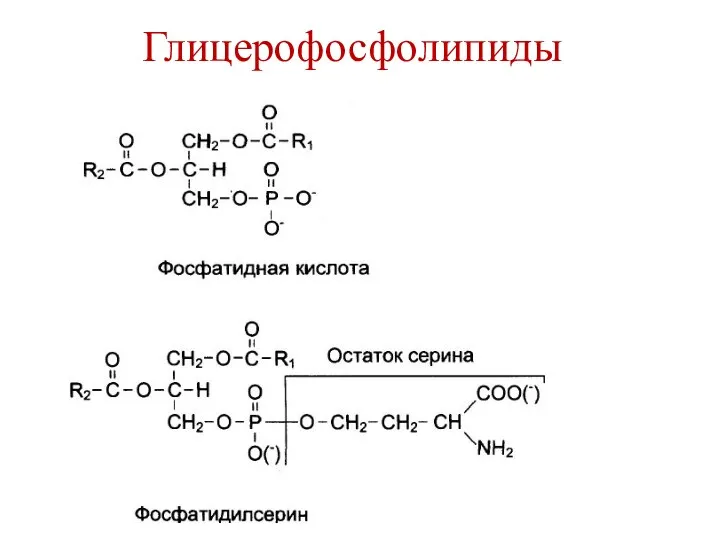 Глицерофосфолипиды