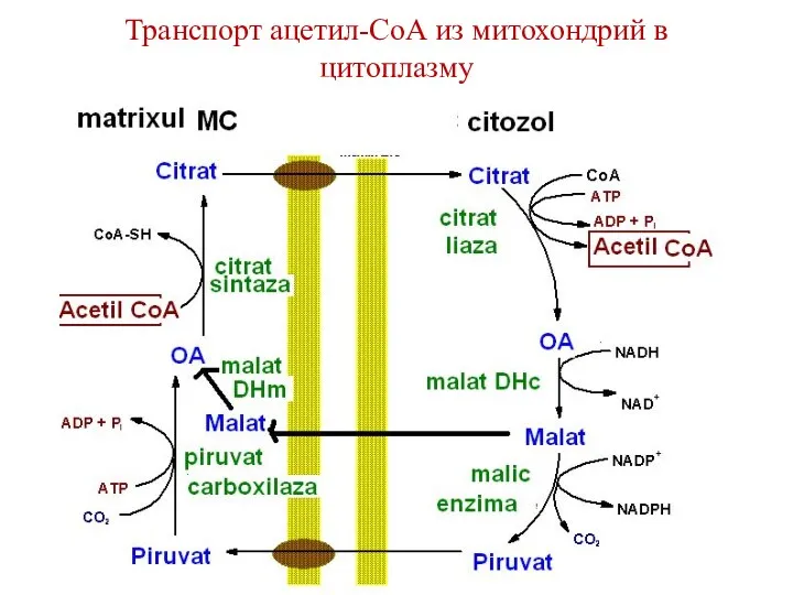 Транспорт ацетил-СоА из митохондрий в цитоплазму