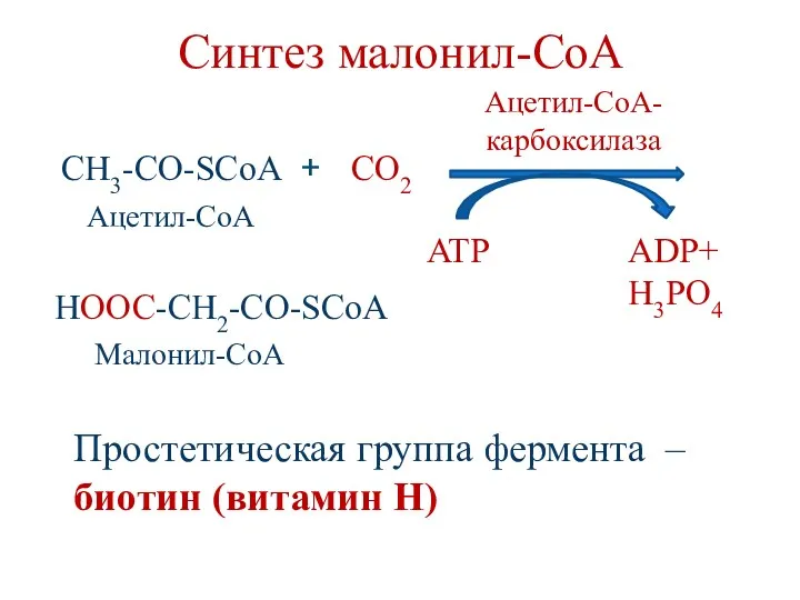 Синтез малонил-СоА CH3-CO-SCoA + HOOC-CH2-CO-SCoA CO2 ATP ADP+ H3PO4 Ацетил-CoA- карбоксилаза Простетическая группа