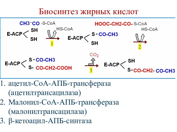 Биосинтез жирных кислот ацетил-СоА-АПБ-трансфераза (ацетилтрансацилаза) Малонил-СоА-АПБ-трансфераза (малонилтрансацилаза) β-кетоацил-АПБ-синтаза