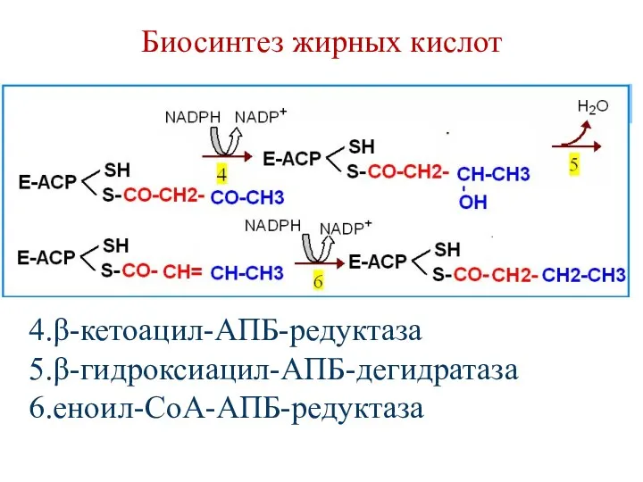 Биосинтез жирных кислот 4.β-кетоацил-АПБ-редуктаза 5.β-гидроксиацил-АПБ-дегидратаза 6.еноил-СоА-АПБ-редуктаза