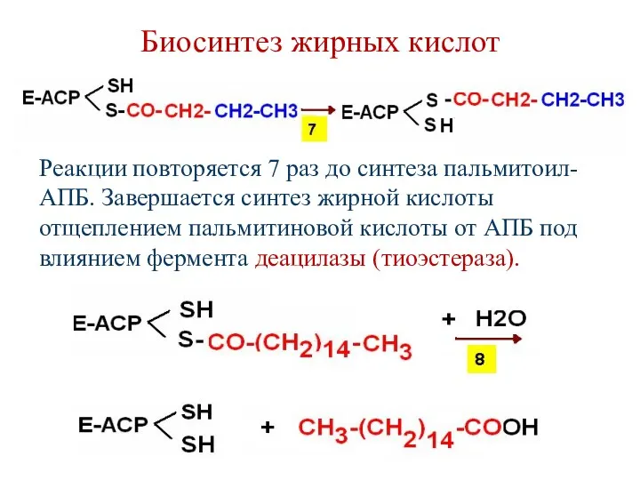 Биосинтез жирных кислот Реакции повторяется 7 раз до синтеза пальмитоил-АПБ. Завершается синтез жирной