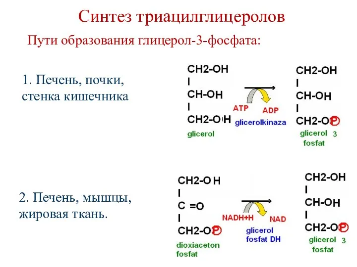 Синтез триацилглицеролов 1. Печень, почки, стенка кишечника 2. Печень, мышцы, жировая ткань. Пути образования глицерол-3-фосфата: