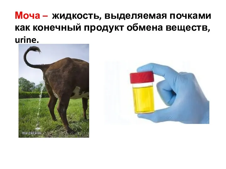 Моча – жидкость, выделяемая почками как конечный продукт обмена веществ, urine.