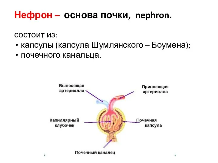 Нефрон – основа почки, nephron. состоит из: капсулы (капсула Шумлянского – Боумена); почечного канальца.