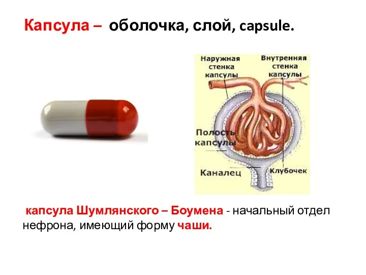 Капсула – оболочка, слой, capsule. капсула Шумлянского – Боумена - начальный отдел нефрона, имеющий форму чаши.