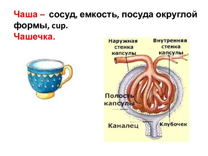 Чаша – сосуд, емкость, посуда округлой формы, cup. Чашечка.