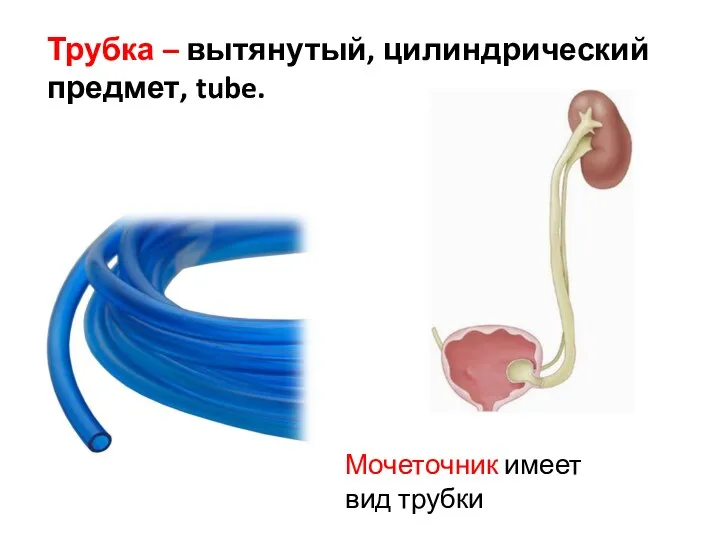 Трубка – вытянутый, цилиндрический предмет, tube. Мочеточник имеет вид трубки