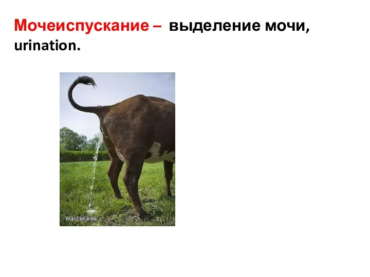 Мочеиспускание – выделение мочи, urination.