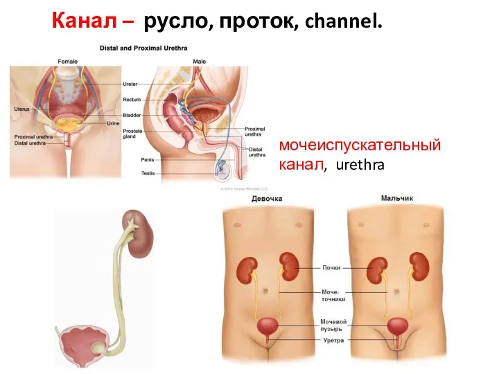 Канал – русло, проток, channel. мочеиспускательный канал, urethra