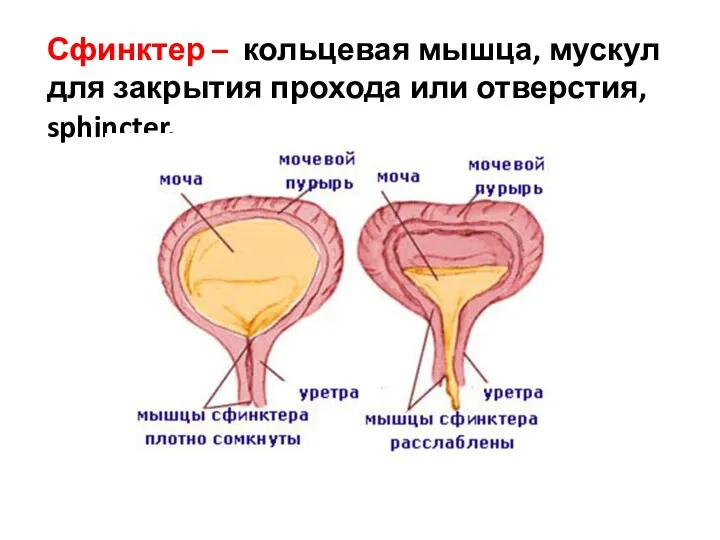 Сфинктер – кольцевая мышца, мускул для закрытия прохода или отверстия, sphincter.