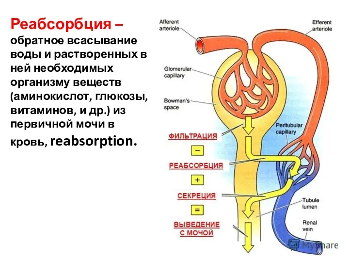 Реабсорбция –обратное всасывание воды и растворенных в ней необходимых организму