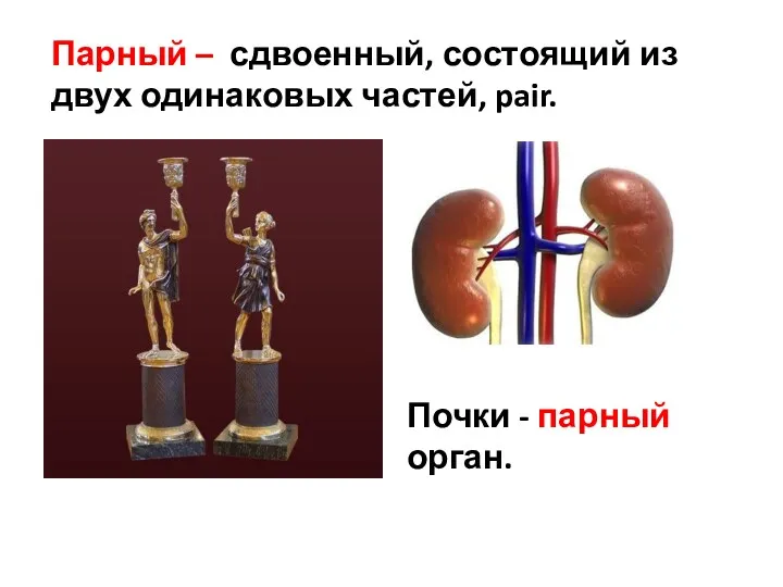 Парный – сдвоенный, состоящий из двух одинаковых частей, pair. Почки - парный орган.