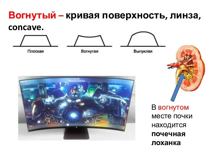 Вогнутый – кривая поверхность, линза, concave. В вогнутом месте почки находится почечная лоханка