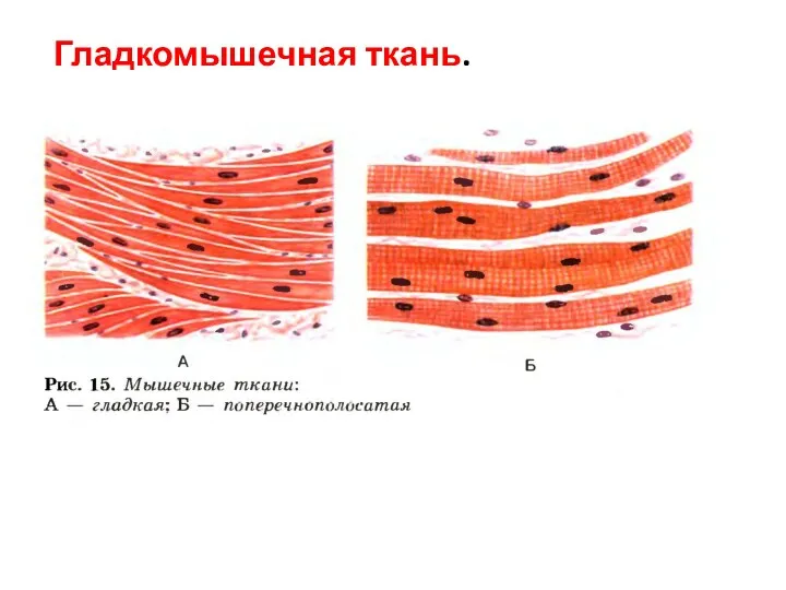 Гладкомышечная ткань.