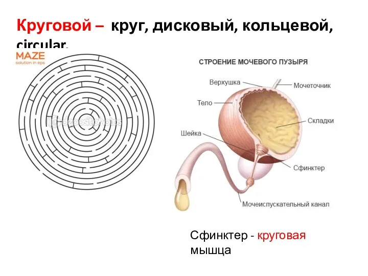 Круговой – круг, дисковый, кольцевой, circular. Сфинктер - круговая мышца