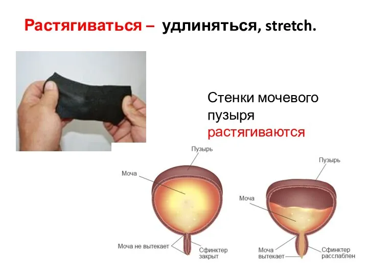 Растягиваться – удлиняться, stretch. Стенки мочевого пузыря растягиваются