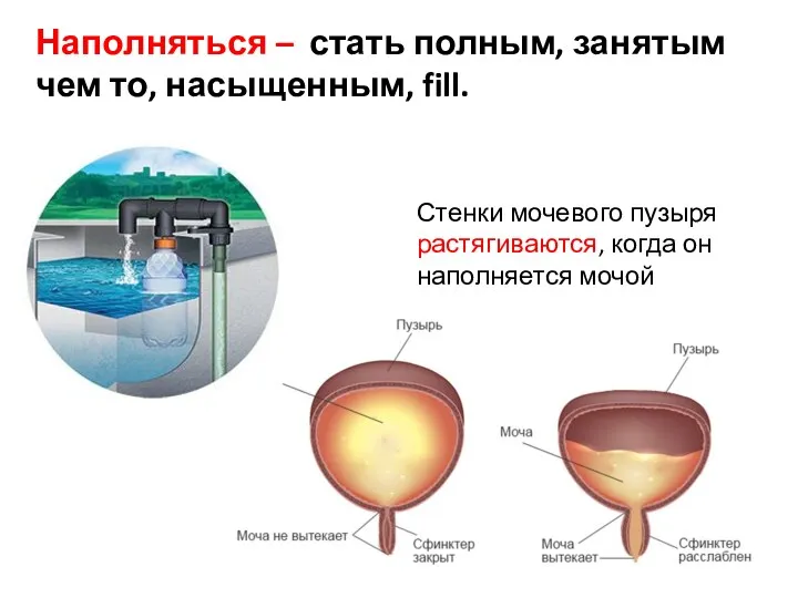 Наполняться – стать полным, занятым чем то, насыщенным, fill. Стенки