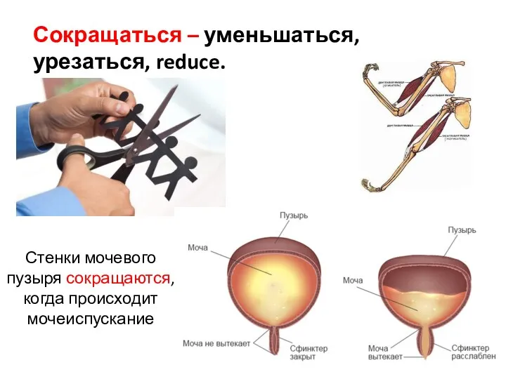 Сокращаться – уменьшаться, урезаться, reduce. Стенки мочевого пузыря сокращаются, когда происходит мочеиспускание