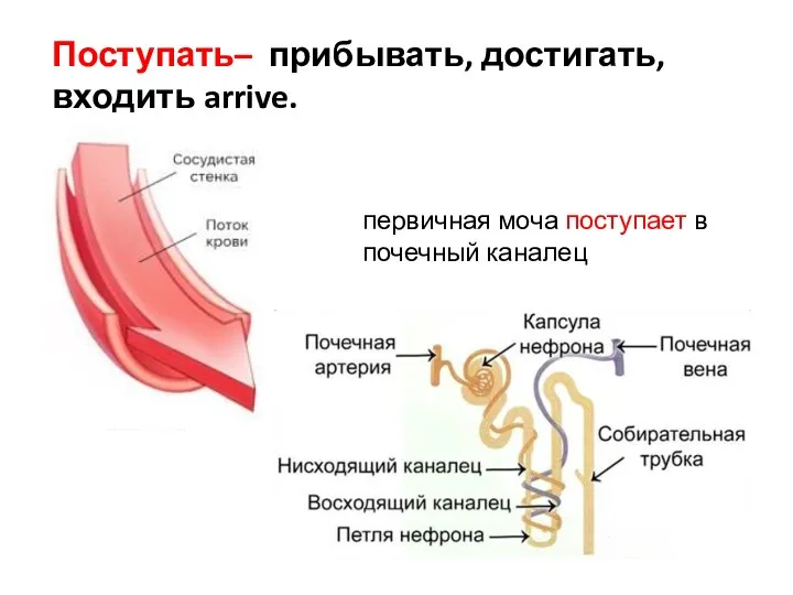 Поступать– прибывать, достигать, входить arrive. первичная моча поступает в почечный каналец