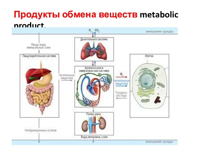 Продукты обмена веществ metabolic product.