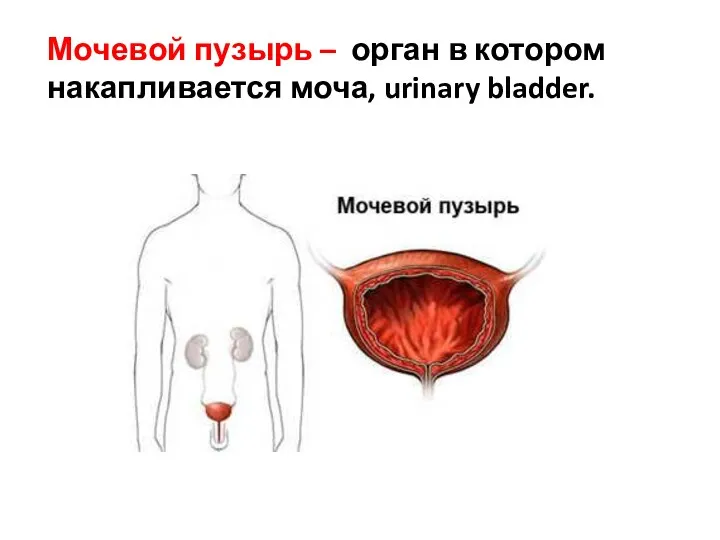 Мочевой пузырь – орган в котором накапливается моча, urinary bladder.