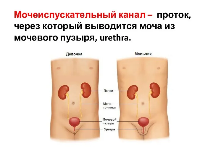 Мочеиспускательный канал – проток, через который выводится моча из мочевого пузыря, urethra.