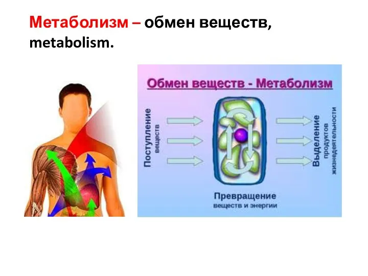 Метаболизм – обмен веществ, metabolism.