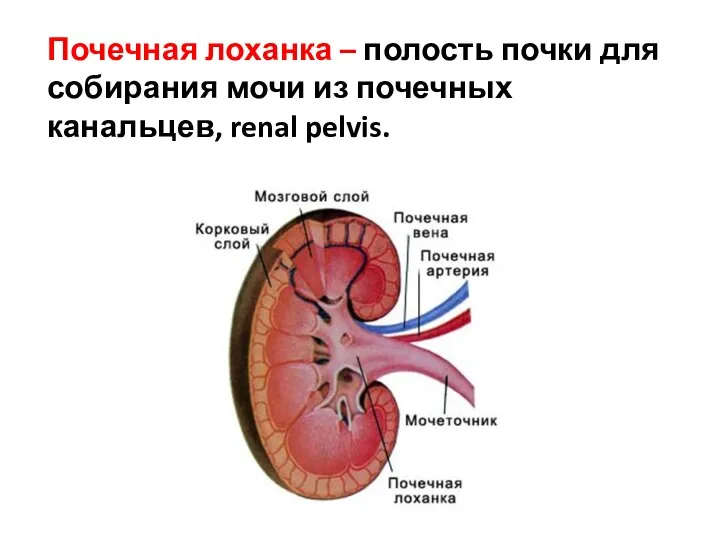 Почечная лоханка – полость почки для собирания мочи из почечных канальцев, renal pelvis.