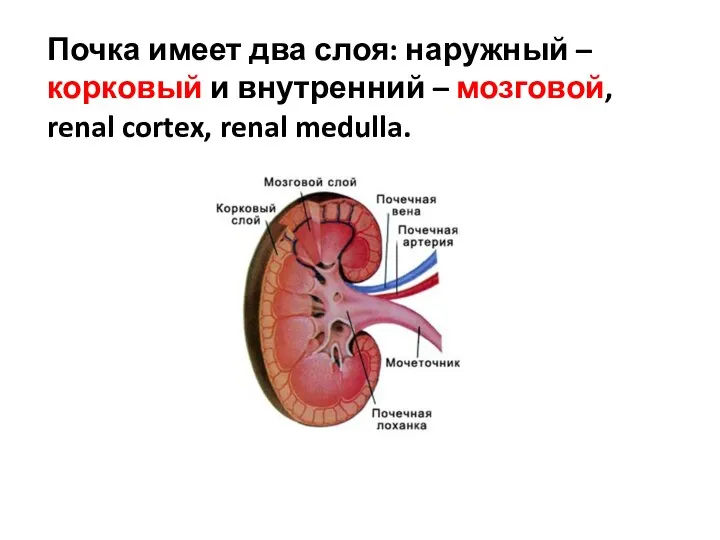 Почка имеет два слоя: наружный – корковый и внутренний – мозговой, renal cortex, renal medulla.